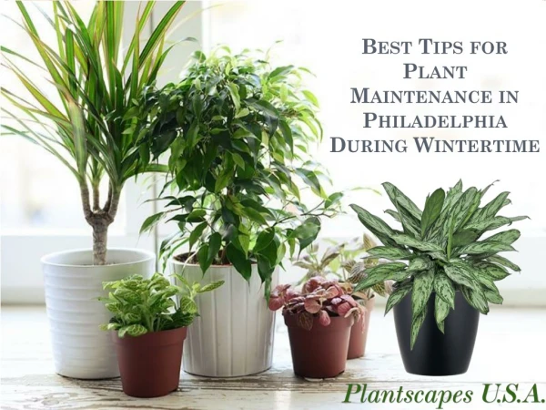 Best Tips for Plant Maintenance in Philadelphia During Wintertime