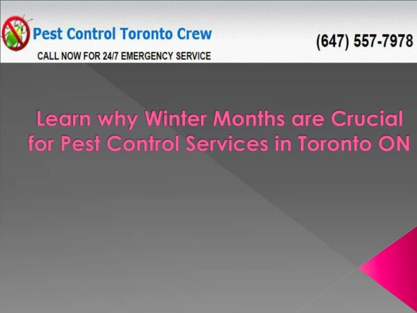 Learn Why Winter Months Are Crucial For Pest Control Services In Toronto ON