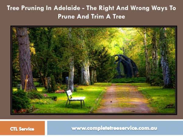 Tree Pruning In Adelaide - The Right And Wrong Ways To Prune And Trim A Tree