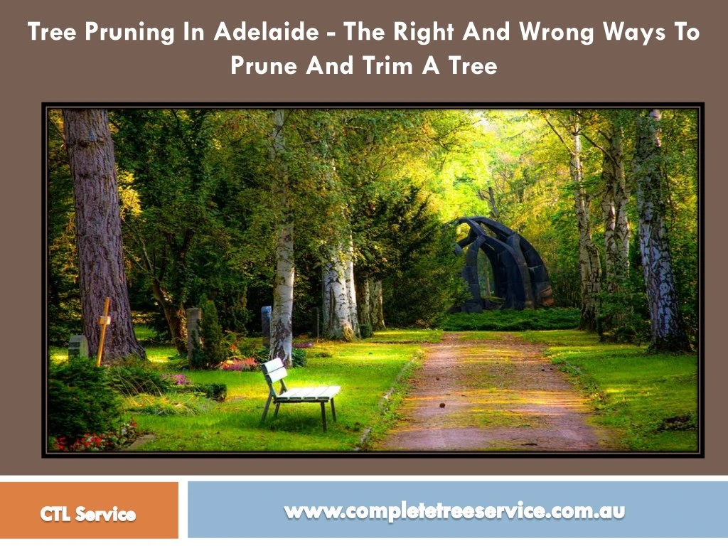 tree pruning in adelaide the right and wrong ways