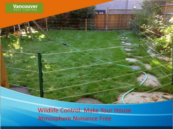 Wildlife Control Make Your House Atmosphere Nuisance Free