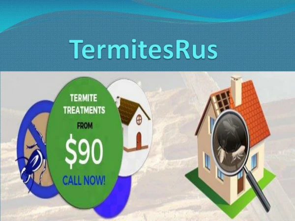 Affordable Termite Protection Service Provider in Brisbane