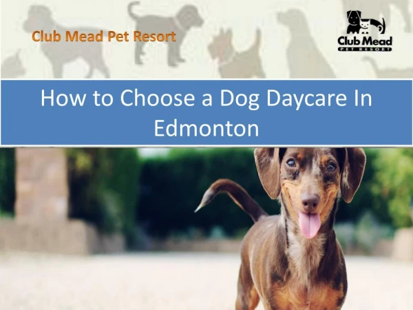 How to Choose a Dog Daycare In Edmonton