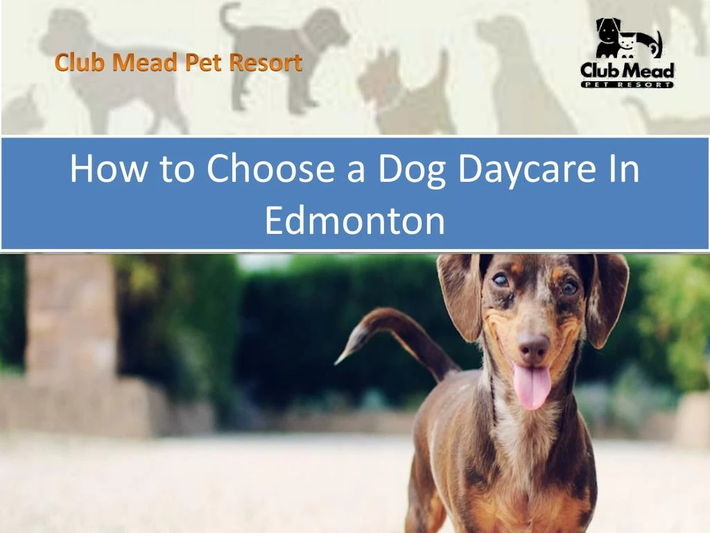 how to choose a dog daycare in edmonton