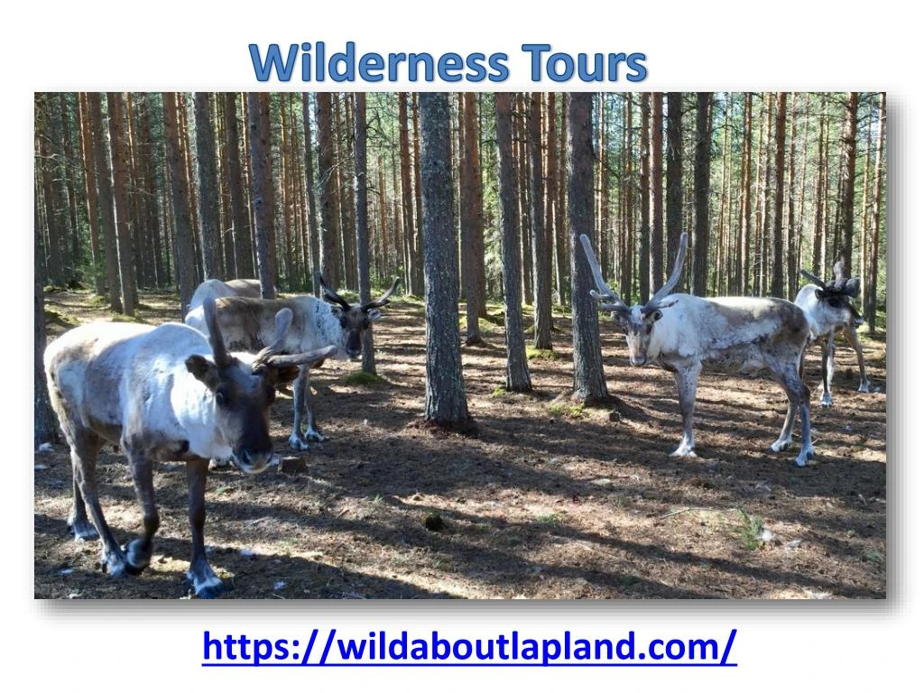 wilderness tours