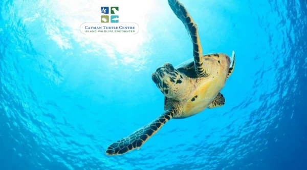 See the Largest Sea Turtles in the Cayman Islands