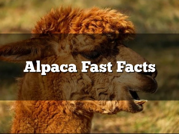 Alpaca Fast Facts