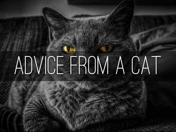 ADVICE FROM A CAT