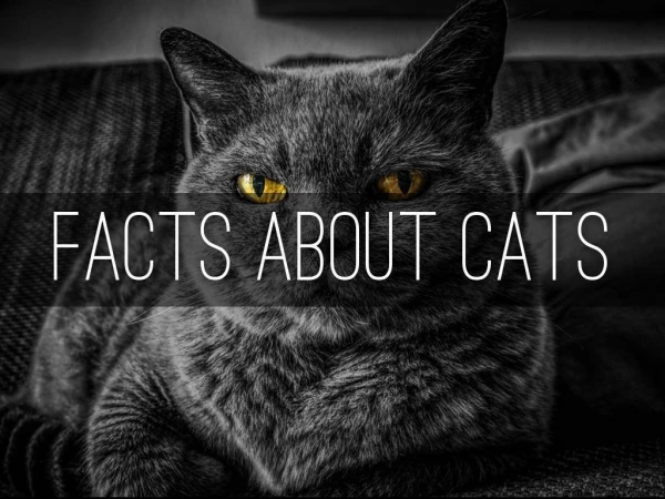 FACTS ABOUT CATS