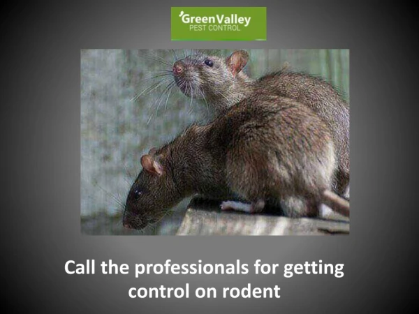 Call the professionals for getting control on rodent