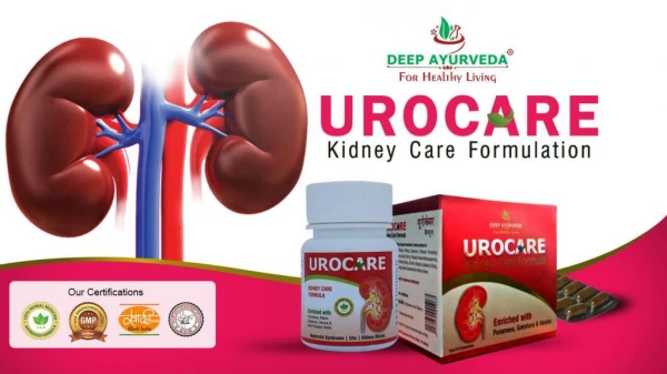 Ayurvedic Treatment for Kidney Disease