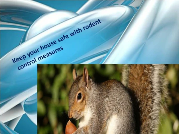 Keep Your House Safe with Rodent Control Measures