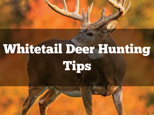 Whitetail Deer Hunting Tips