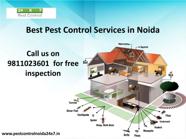 See Effective Result with Pest Control Service Noida