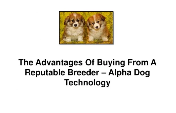 The Advantages Of Buying From A Reputable Breeder – Alpha Dog Technology