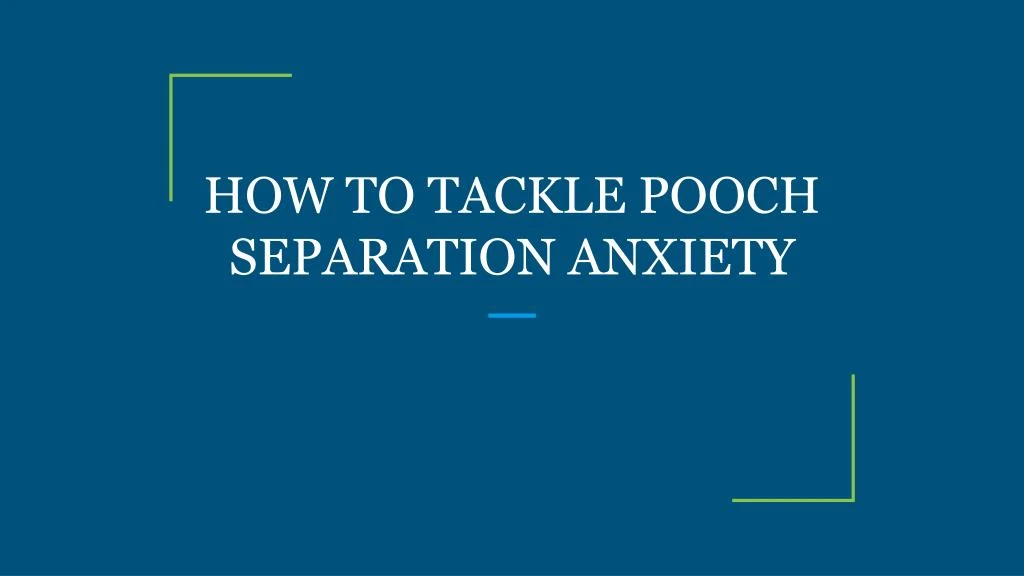how to tackle pooch separation anxiety