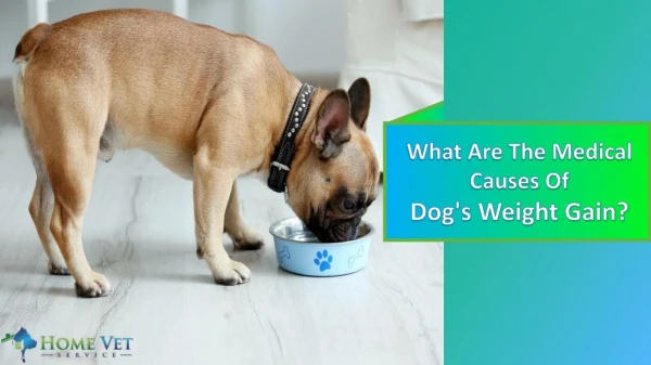 What Are The Medical Causes of Dog's Weight Gain