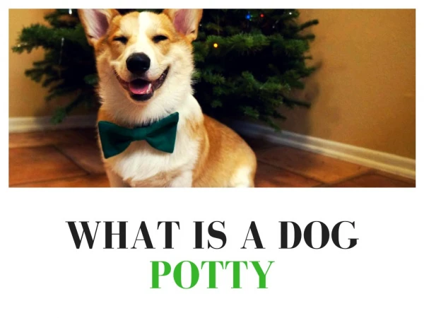 What is a Dog Potty