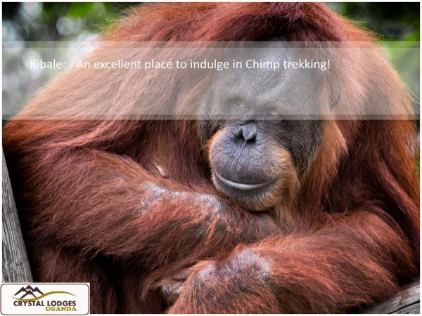 Kibale: - An excellent place to indulge in Chimp trekking