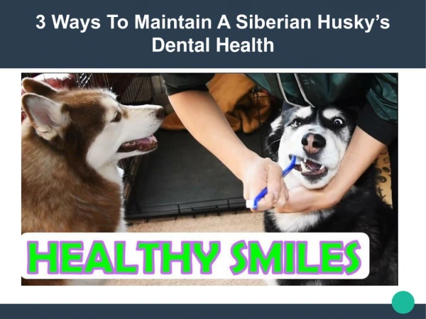 Siberian Husky Dental Health