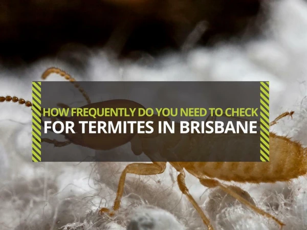 How Frequently Do You Need to Check for Termites in Brisbane?