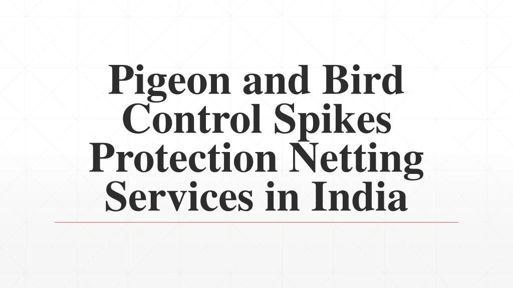 pigeon and bird control spikes protection netting services in india