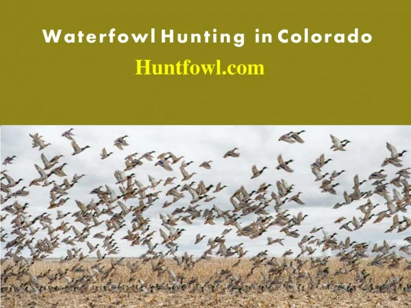 Duck and Goose Hunting in Colorado