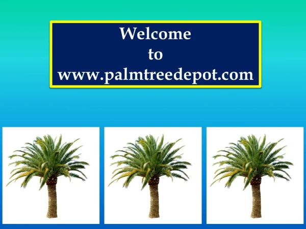 Sabal Palm Trees for Sale South Carolina