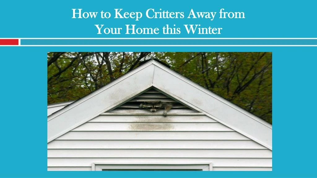 how to keep critters away from your home this winter