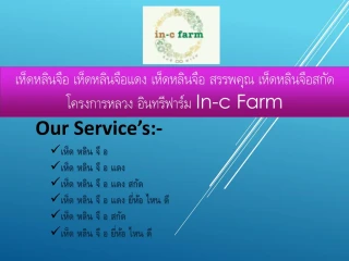 à¹€à¸«à¹‡à¸”à¸«à¸¥à¸´à¸™à¸ˆà¸·à¸­ à¹€à¸«à¹‡à¸”à¸«à¸¥à¸´à¸™à¸ˆà¸·à¸­à¹à¸”à¸‡ à¹€à¸«à¹‡à¸”à¸«à¸¥à¸´à¸™à¸ˆà¸·à¸­ à¸ªà¸£à¸£ - slide 1