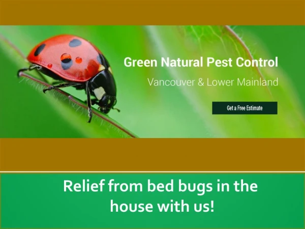 Relief from bed bugs in the house with us!