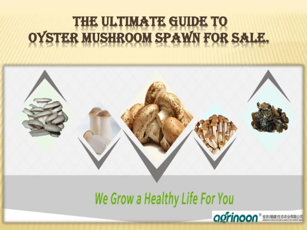 The Ultimate Guide To Oyster Mushroom Spawn For Sale.
