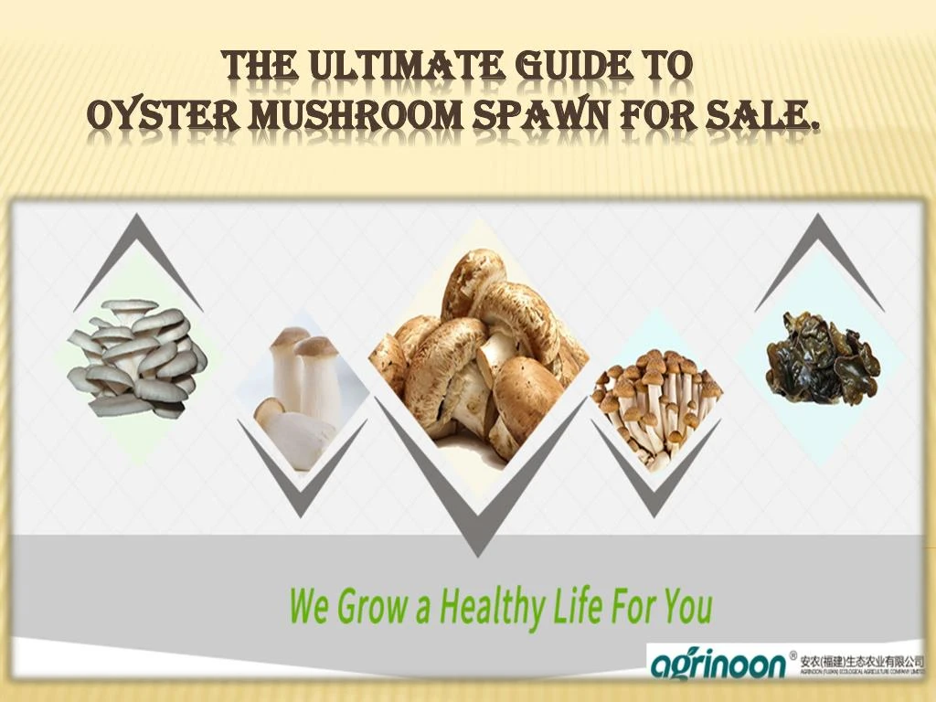 the ultimate guide to oyster mushroom spawn for sale