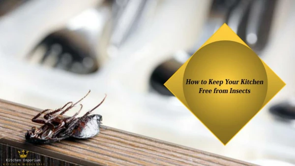 How to Keep Your Kitchen Free From Insects