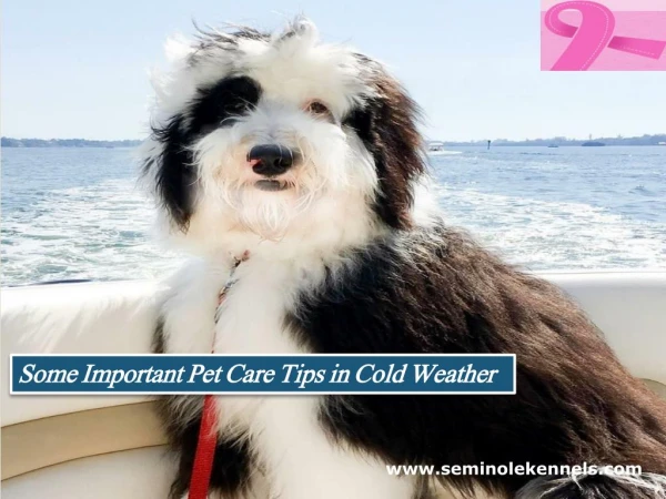 Some important pet care tips in cold weather