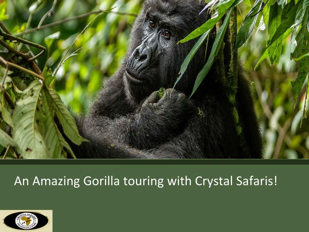 an amazing gorilla touring with crystal safaris