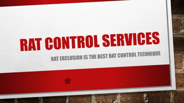 An Overview Of Rats & Rat Control Services