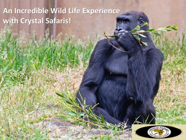 An Incredible Wild Life Experience with Crystal Safar