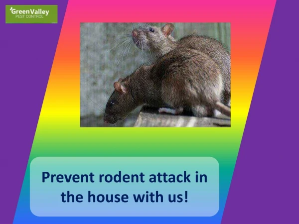 Prevent rodent attack in the house with us!