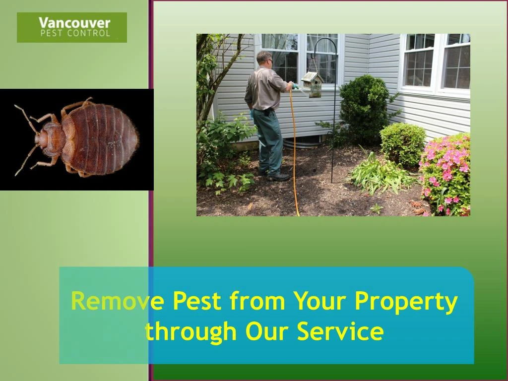 remove pest from your property through our service