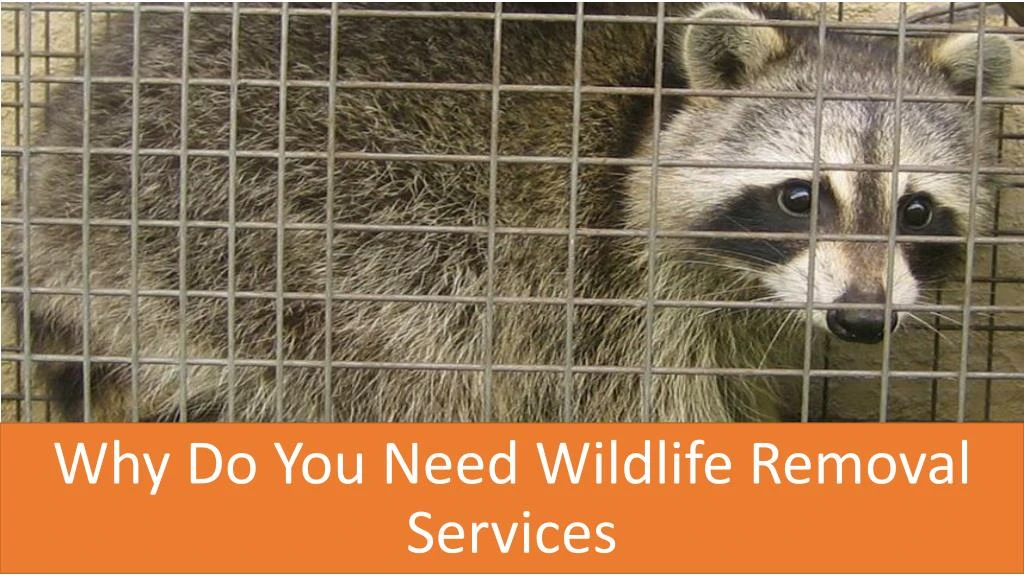 why do you need wildlife removal services