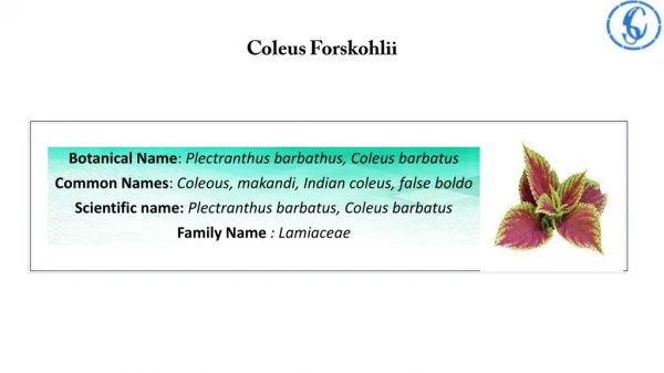 Coleus Forskohlii Manufacturers