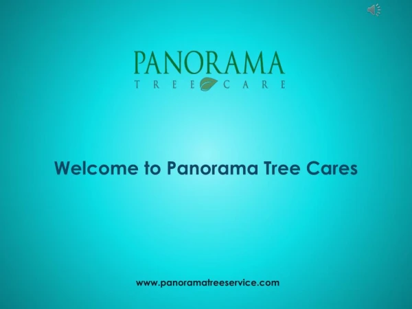 Expert Mangrove Trimmers - Panorama Tree Care
