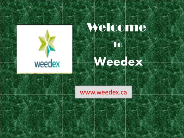 Marijuana for Sale - Weedex