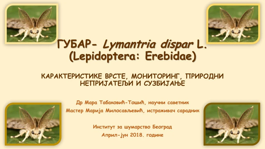 lymantria dispar l lepidoptera erebidae