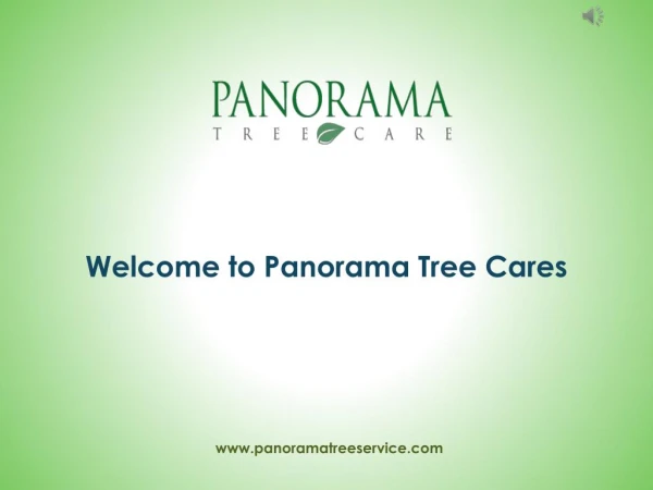 Tree Care Services in Tampa - Panorama Tree Care
