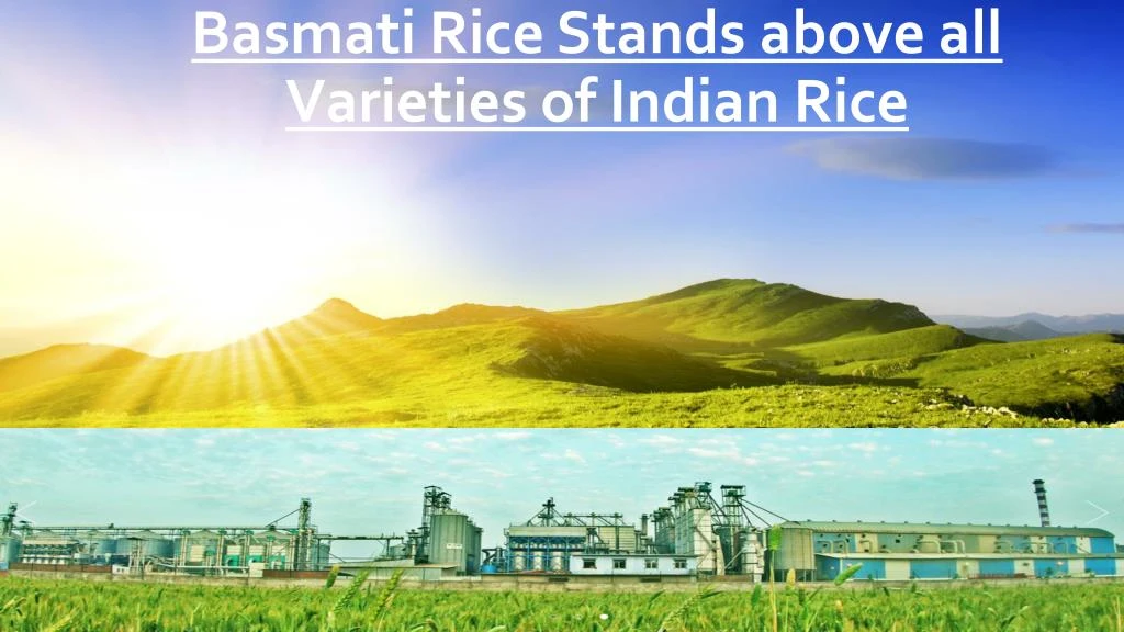 basmati rice stands above all varieties of indian rice