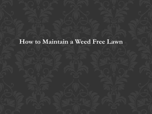 How to Maintain a Weed Free Lawn