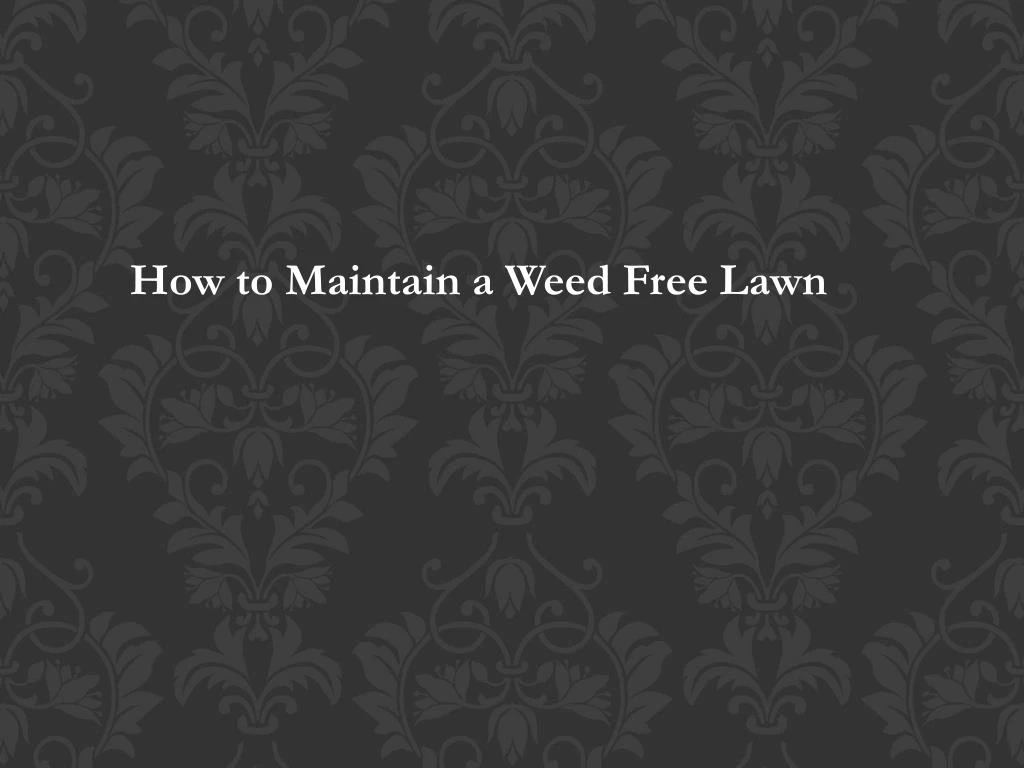 how to maintain a weed free lawn