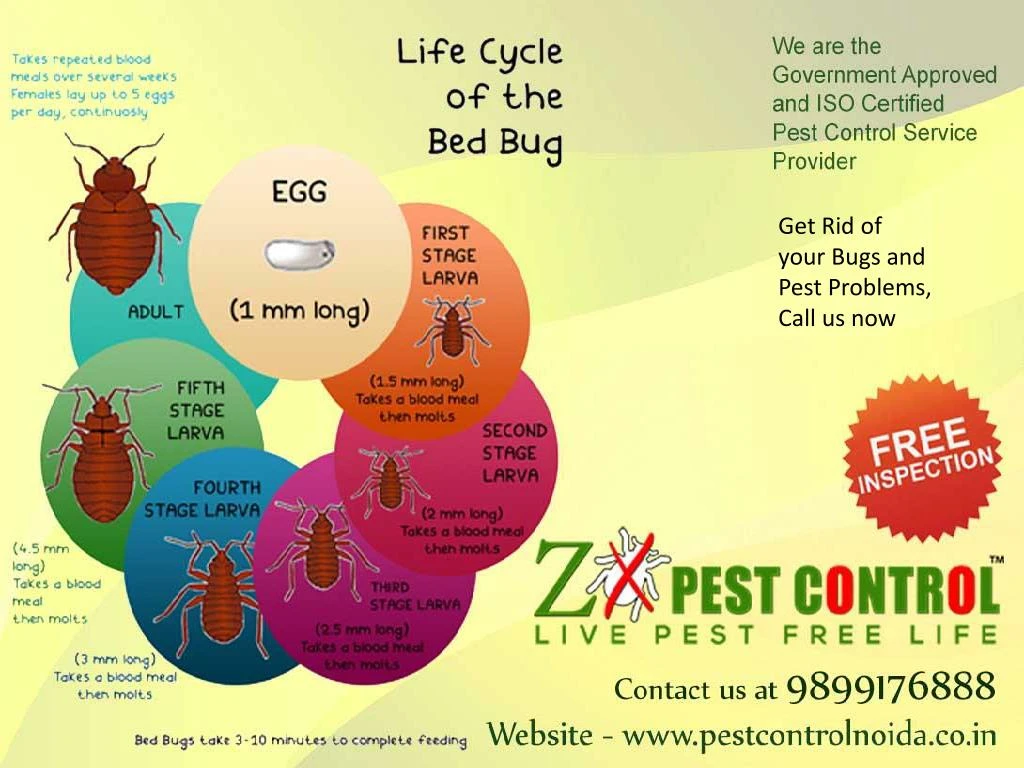 get rid of your bugs and pest problems call us now